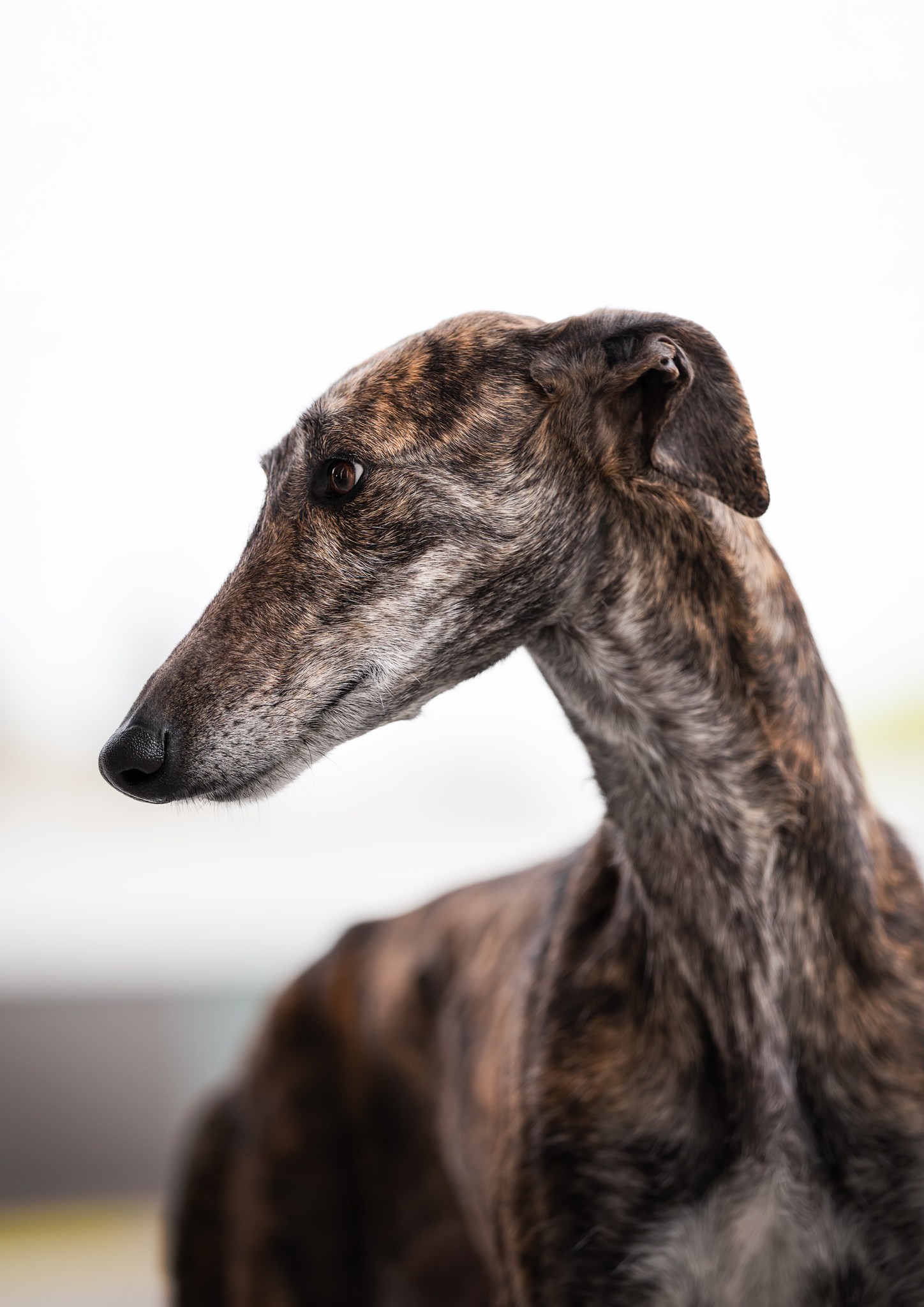 Španělský galgo